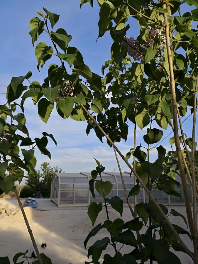 Marima Bed and Breakfast Pollenza Εξωτερικό φωτογραφία